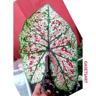 PART 1 Keladi BENIH UBI Murah Viral Harga Bajet Anak Cantik Hiasan Bunga Caladium Rare SEED BULB Thai USA ANYA ANYA