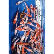 Pakan / Bibit Ikan Koi Blitar Size 5-7Cm Paket 16 Ekor