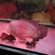 Flowerhorn kamfa short body