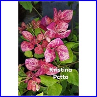 ✜ ◿ ❀ SALE!! RARE ROOTED BOUGAINVILLEA