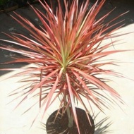 Tanaman hias dracena tricolor