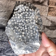 FS769 หินฟอสซิล ปะการัง ( Coral fossil ) ของแท้ หินธรรมชาติ ฟอสซิล แร่ ของสะสม หินมงคล แร่หายาก หินนำโชค แร่ธรรมชาติ