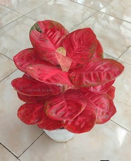 bibit bonggolan Aglonema Wulandari