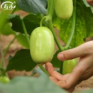 Shouhe Arid Cucumber Seeds Seed Rice Seedling Various Fruit Seedlings Cucumber Spring All-Season Vegetable Seedlings Sho