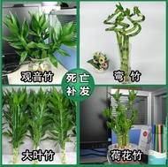 Indoor bonsai hydroponics plants flowers Guanyin bamboo lotus bamboo big leaf bamboo bending bamboo 