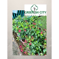 Thornless Euphorbia Live Plant Euphorbia Geroldii Pokok Hiasan 无刺麒麟花