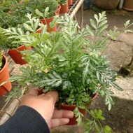 pokok hiasan paku pakis(real plant)
