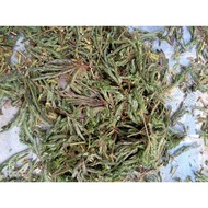 50gr daun putri malu kering putrimalu bahbangun jamuherbal putri malu daun putri malu