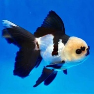Koki Panda Tricolor 7-8 cm