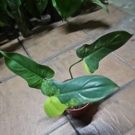 Philodendron Violin Variegated