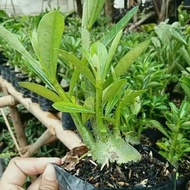Bibit Bahan bonsai adenium bonggol besar kamboja jepang - indoor