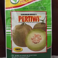 New Benih Bibit Melon Tahan Virus F1 Pertiwi Anvi Ready