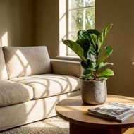 大葉琴葉榕 圓點灰中水泥盆栽 開幕盆栽推薦 桌上盆栽 送禮