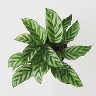 Calathea freddie, Zebra Plant in pot of approx 17 cm diameter