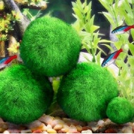 Cladophora Live Aquarium Plant Fish Tank Shrimp Nano For MARIMO MOSS BALLS Fish Tank Ornament