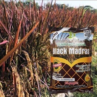 Padi BLACK MADRAS