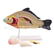 Teaching Model SM-M47 Model Anatomy Fish Biological Factory Direct Sales HJM9