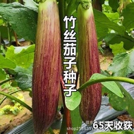 现货竹丝茄子面包茄子种子花蔬菜种bamboo shreds eggplant bread eggplant seed flower vegetable seed20260408