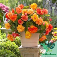 *Fresh Seed* Mix Color Wax begonia Real Flower Seed 四季海棠种子 Biji Benih Bunga