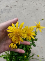 [Paling Horticulture Sdn Bhd] Golden Shrub Daisy 黄金菊 | Euryops Pectinatus | Pokok Bunga Hiasan Hidup