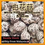 🔥Ready Stock🔥精选白花菇/白花菇/花菇 5-6cm (大）200g Dried White Flower Mushroom/ Dried Shiitake Mushroom ｛Ready Stock}