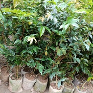 Cây nho thân gỗ 12 vụ cây cao trên 1m - giống nho cho trái quanh năm - Trang Flowers