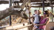 泰國-曼谷塞福瑞野生動物園Safari World門票| 可加購接送&自助餐| 指定方案加贈Uber優惠