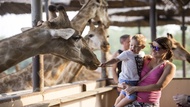 泰國-曼谷塞福瑞野生動物園Safari World門票| 可加購接送&amp;自助餐