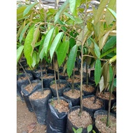 Anak Pokok Durian Monthong Hybrid / Anak Pokok Durian Monthong Kahwin / Anak Pokok Durian Monthong D159