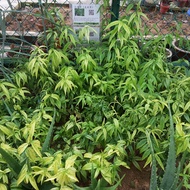 RARE / EXOTIC / NADIR Belalai Gajah / Sabah Snake Grass (Clinacanthus nutans) - Pokok Hidup / Live P