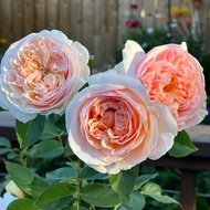 Ownroot English Rose ID Evelyn
