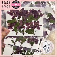 Pressed Begonia with Stem 12pcs 海棠压花 干花手作素材
