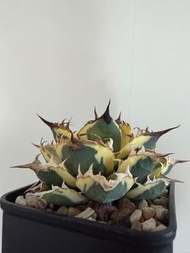 暴牙 龍舌蘭 嚴龍