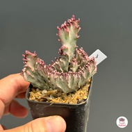 ยูโฟเบีย กระดูกมังกรขาว Euphorbia Lactea Cristata กระบองเพชร แคคตัส ไม้อวบน้ำ cactus&amp;succulent