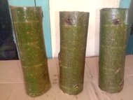 3 batang besar stek loa # bahan bonsai loa batang besar