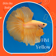 ปลากัดฮาฟมูน สีเหลือง ผู้ Halfmoon Yellow ปลากัดสวยงาม มีประกันสินค้า