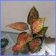 ∆ ◆ ﹊ Pink Valentine Aglaonema
