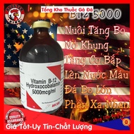 Supe B12 5000 Hydrocobalmin Sản Phẩm Nuôi Gà Đá Bo Lớn Mau Lên Tay Tăng Cơ Bắp