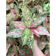 Aglaonema cleopatra