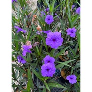 Bunga Ruellia Ungu / Pokok Hiasan Tahan Panas