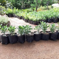 Harga Miring Bibit Tanaman Bunga Adenium Bonggol Besar Bahan Bonsai