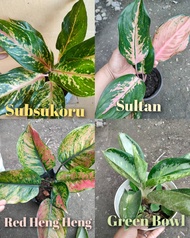 Aglaonema Different Varieties (SOBSOKURO, RED HENGHENG, SULTAN, GREEN BOWL) Plants-Real or Live Plants-Indoor and Outdoor Plants