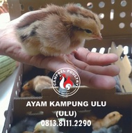 DOC Anak Ayam Kampung ULU