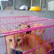 kucing mixdom lepas adop ganti pakan aja kitten umur hampir 4 bulan