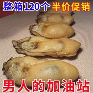 Ready Stock spot Special Offer Zhanjiang Dried Oyster Large Dried Oyster Seafood Oyster Dried Oyster