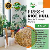 5kg Fresh Rice Hull or Ipa Panglagay sa Halaman l Organic Fertilizer for Plants