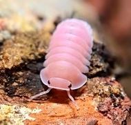 1 pc Cubaris "Cherry Blossom" Isopod [Terrarium Pets Cleaning Crew Exotic Pets Reptiles Snakes Tank 