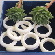 Staghorn Root With Running Ring Around 21.4 X 5.1 X 3.4 Within 14.9, Dice Accessories 10.2 X 11.7 Cu