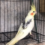 Burung falk jinak jantan