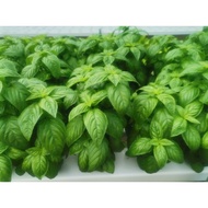 Fresh Italian Basil Genovese Herb